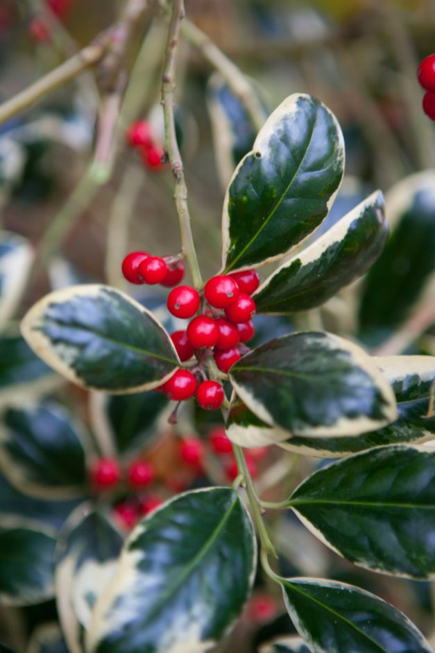 holly 'Silver van Tol'