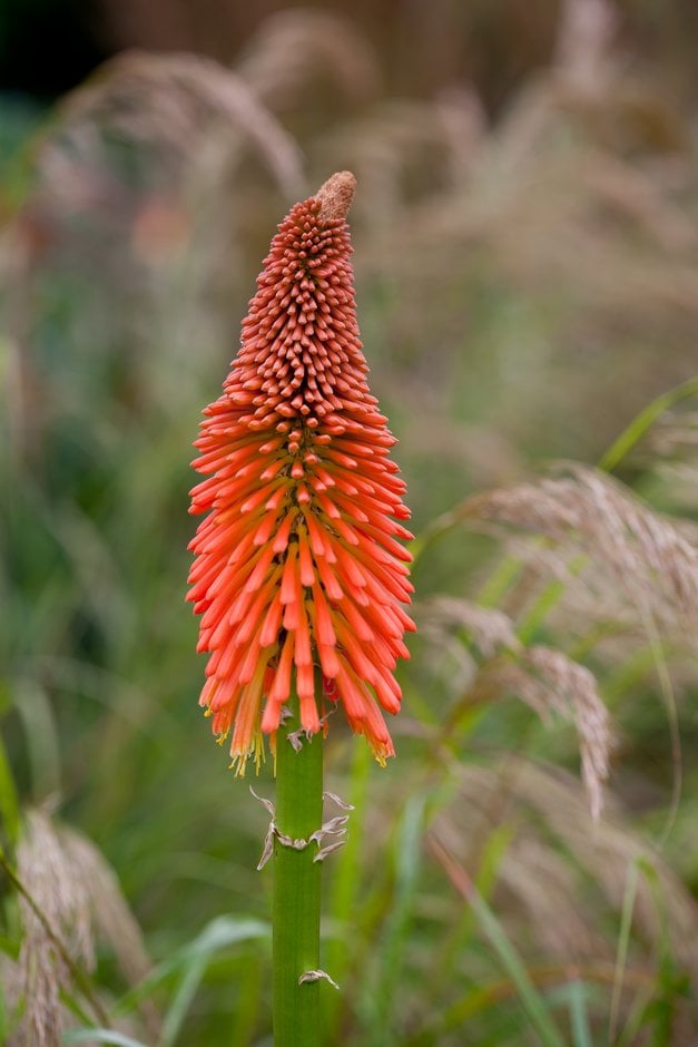 red-hot poker 'Mount Etna'