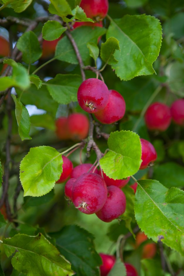 crab apple 'Dartmouth'