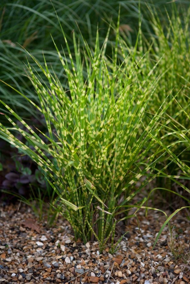 eulalia 'Gold Barr'