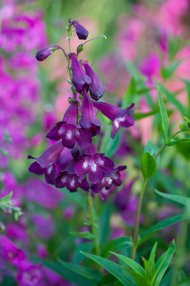 penstemon 'Pensham Raspberry Ice'