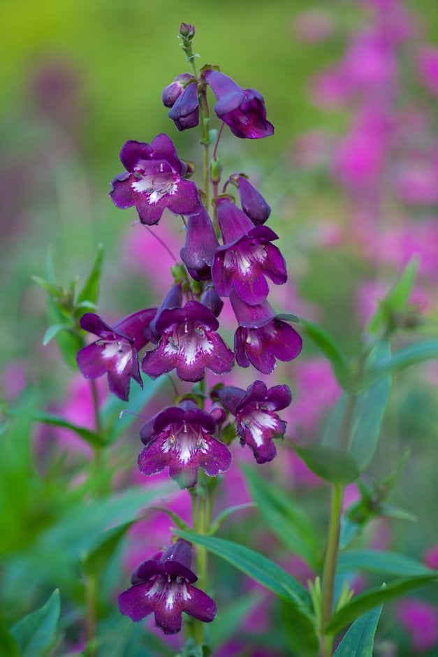 penstemon 'Pensham Raspberry Ice'