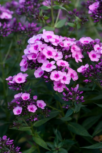 perennial phlox 'Grenadine Dream'