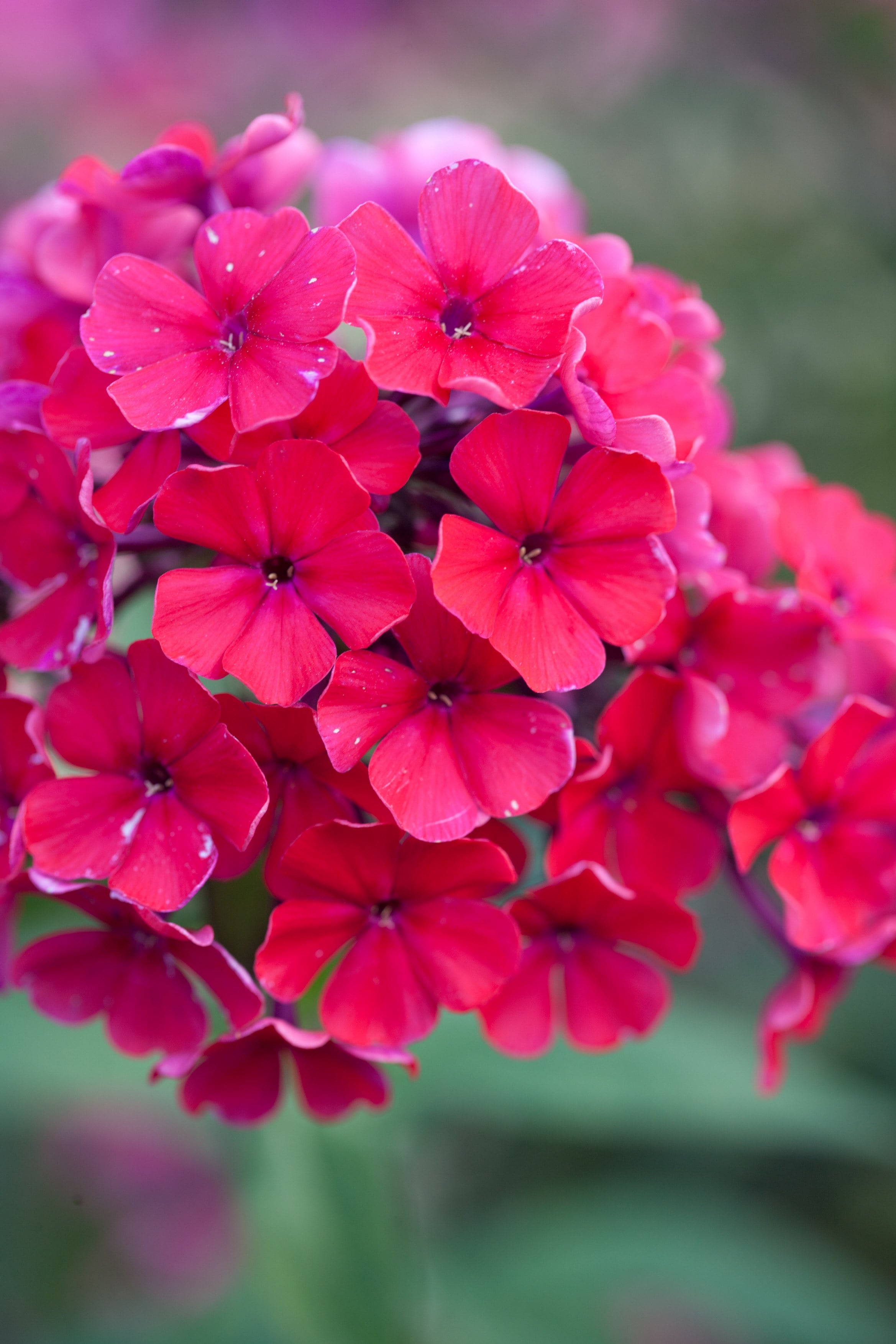 perennial phlox 'Logan Black'