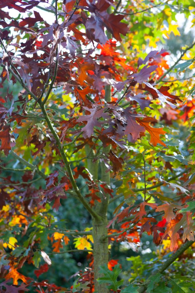 Quercus velutina | black oak/RHS Gardening