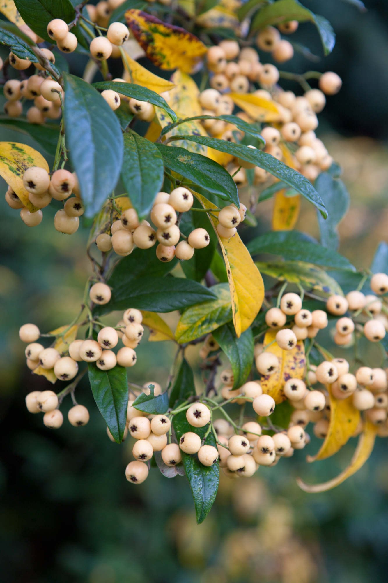 cotoneaster 'Exburiensis'