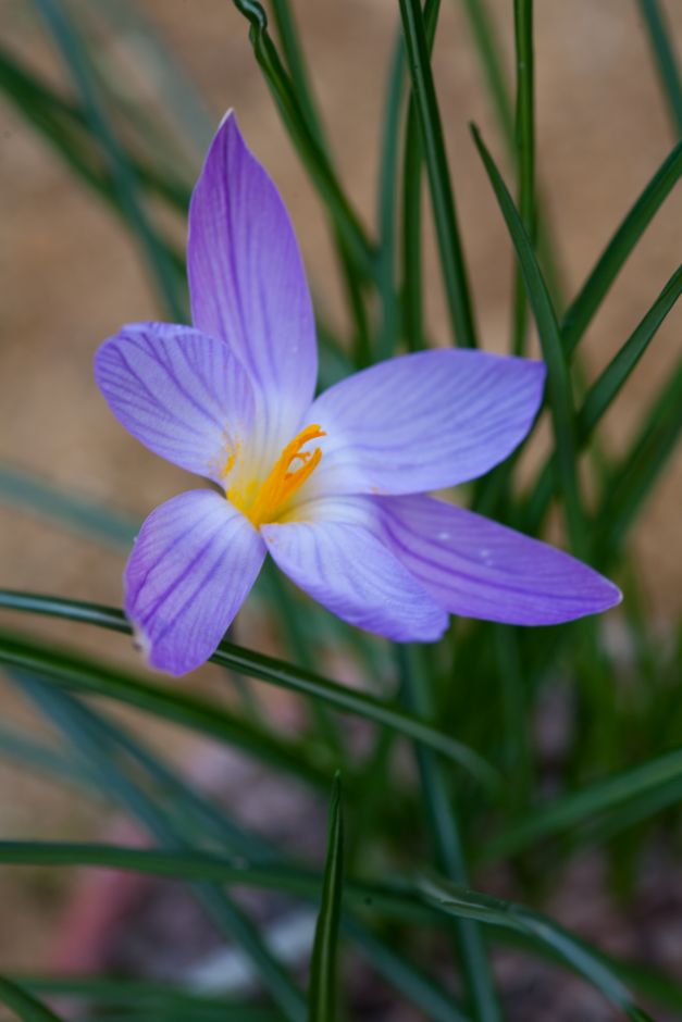 Crocus imperati subsp. suaveolens &De Jager& | Imperati&s crocus &De ...