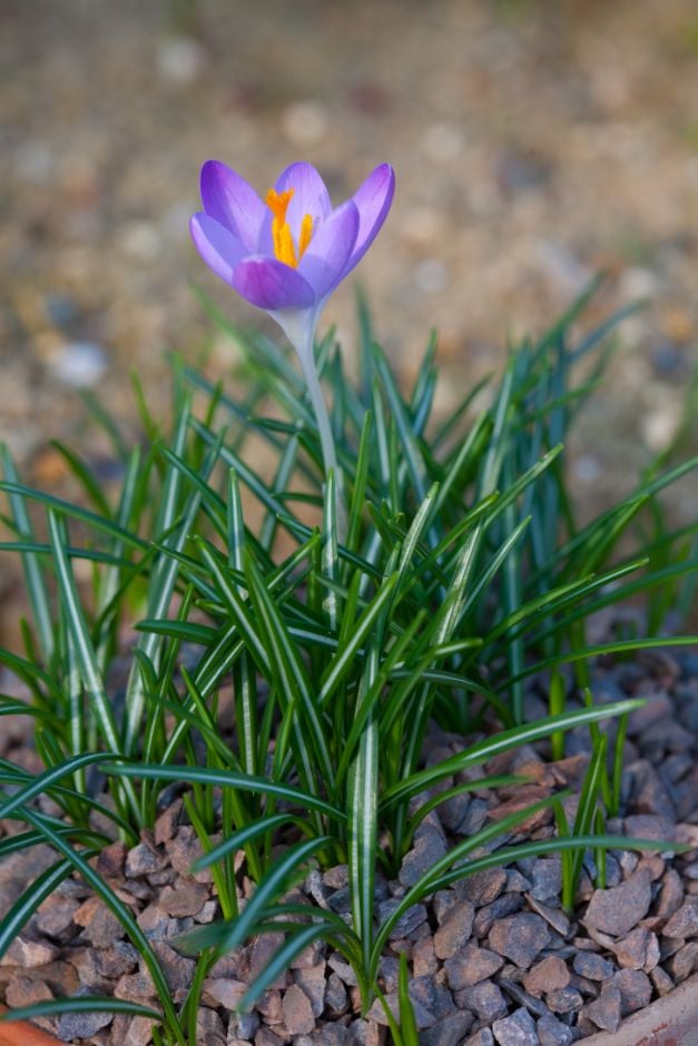 Imperati's crocus 'De Jager'