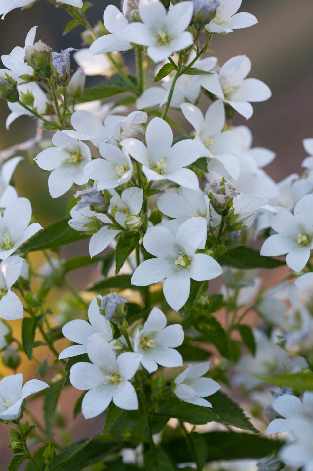 milky bellflower 'White Pouffe'