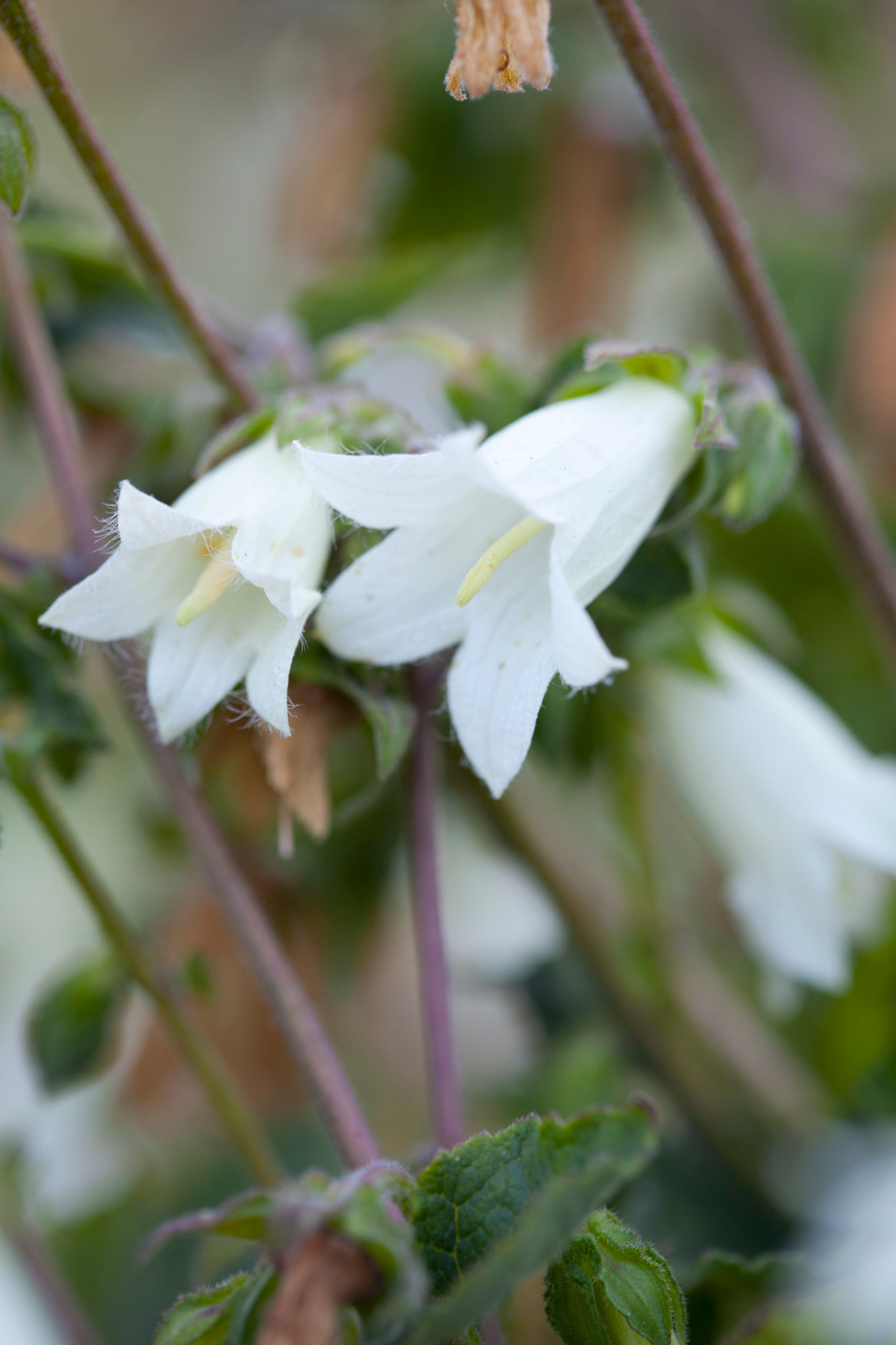 yellowish-white bellflower
