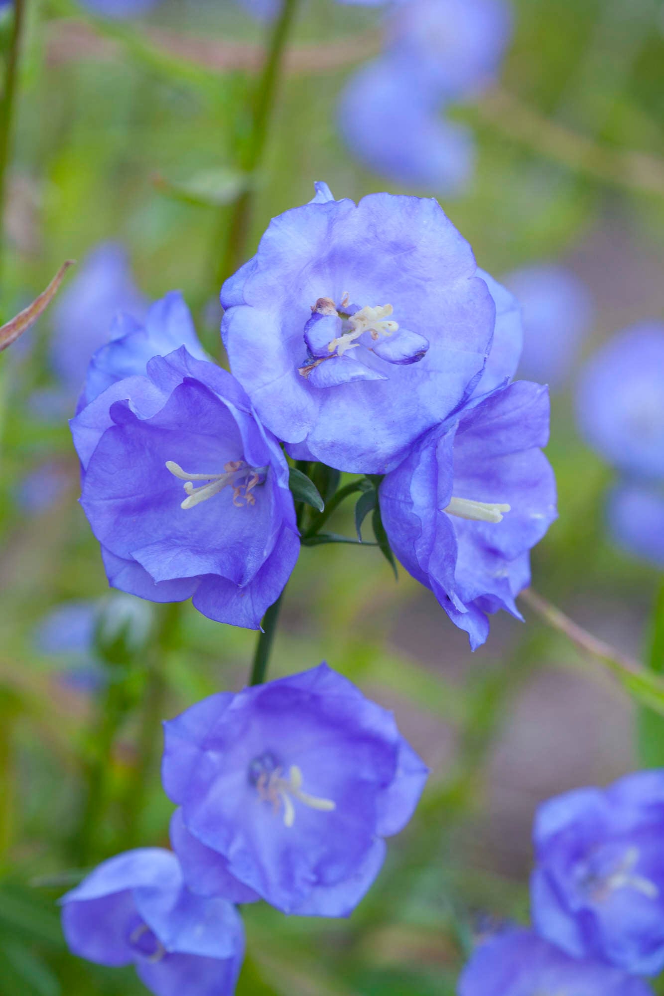 bellflower 'Blue Bloomers'
