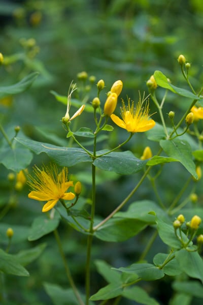 Hypericum hircinum | stinking St John&s wort Shrubs/RHS Gardening