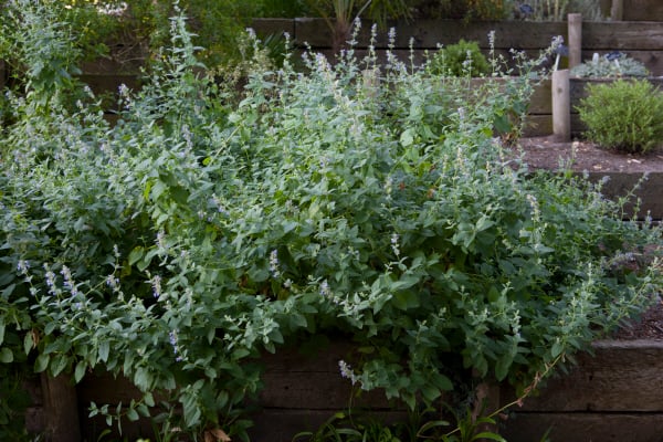 Caucasus catmint