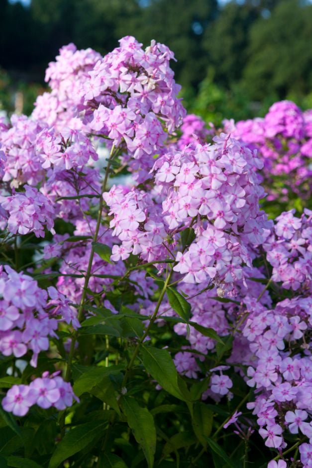 perennial phlox 'Discovery'