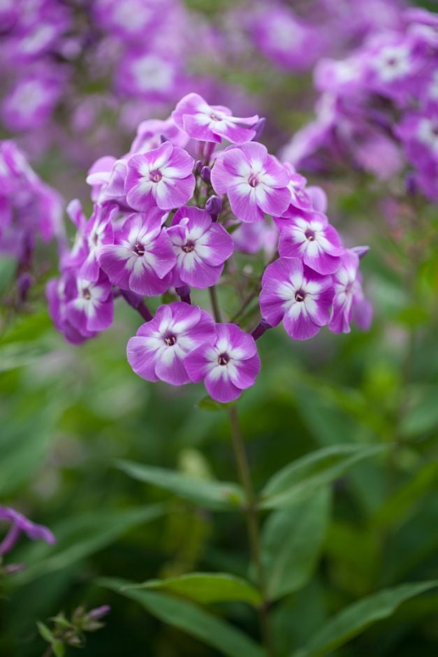 perennial phlox 'Little Boy'
