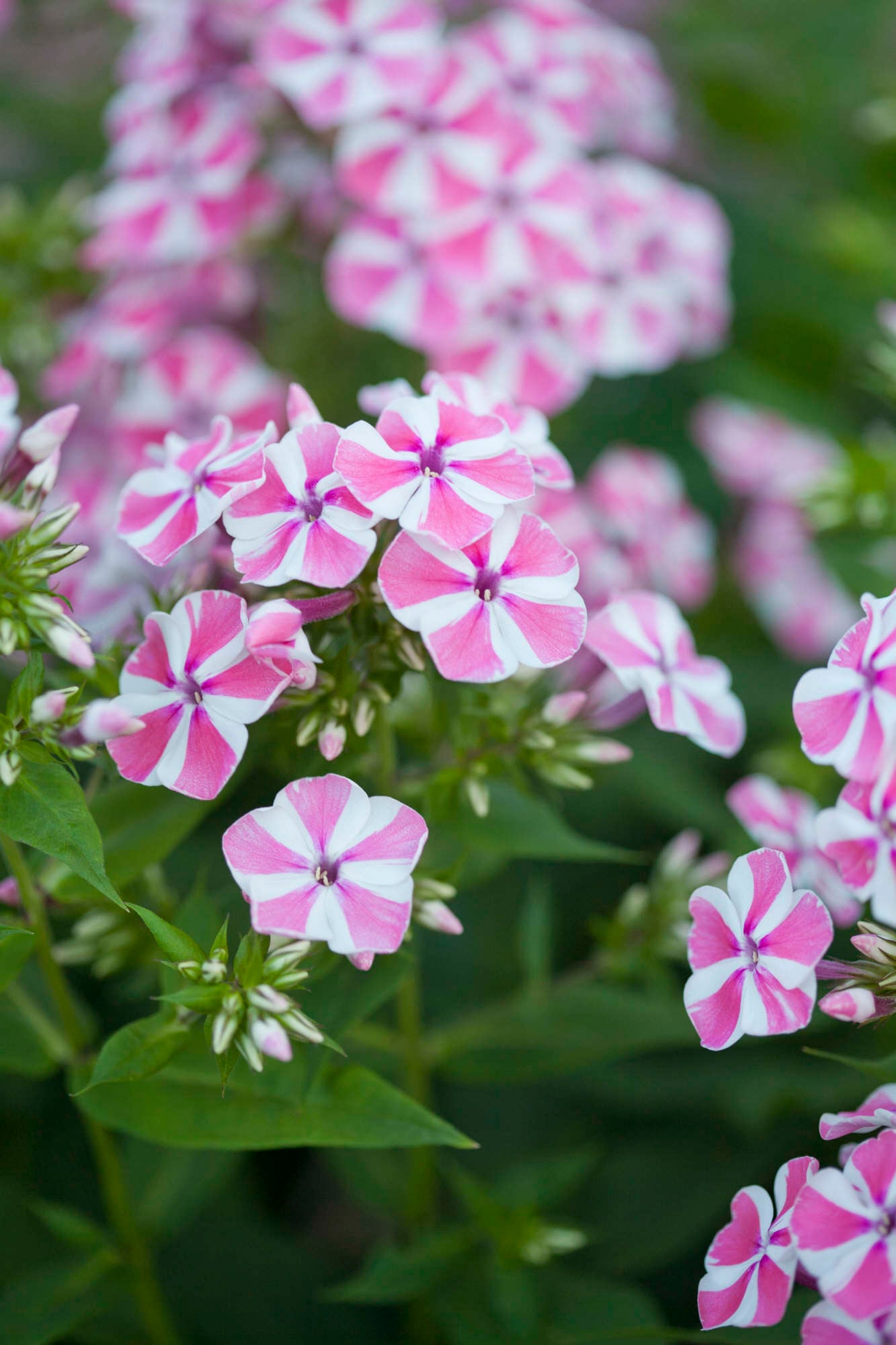 perennial phlox 'Peppermint Twist'