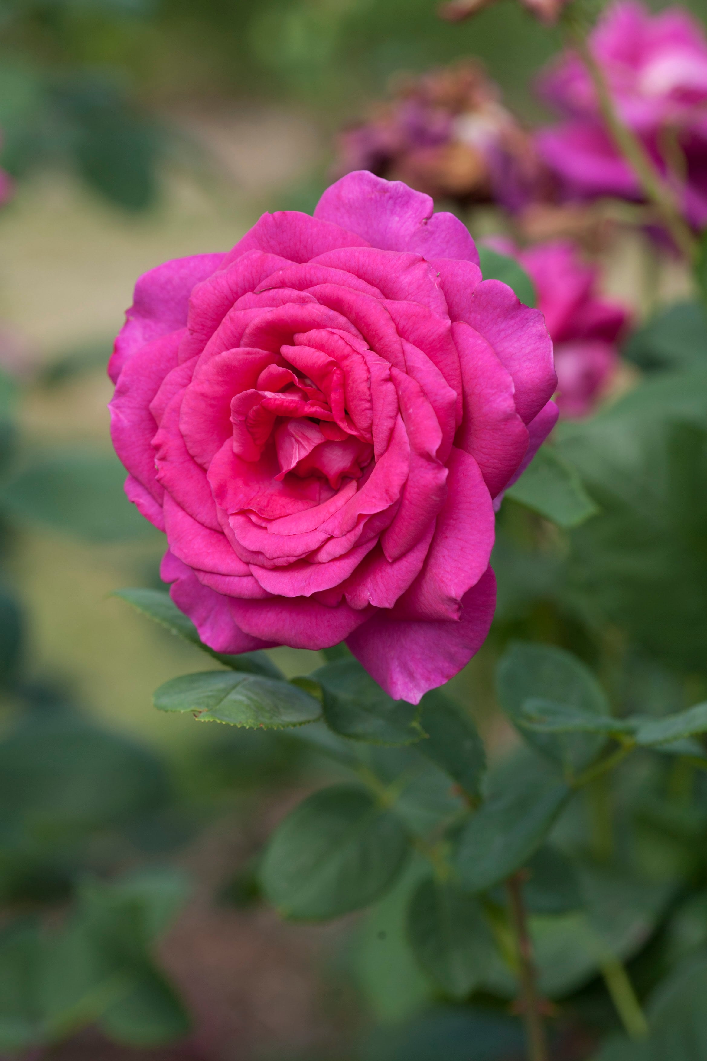 rose [Big Purple]