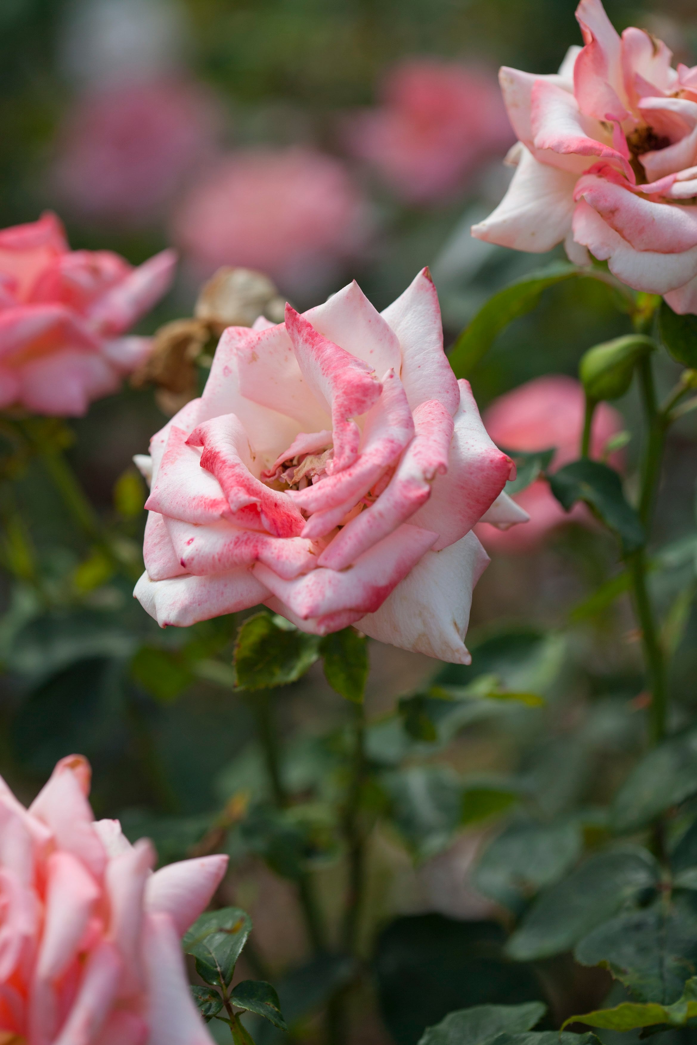 rose [Lace]