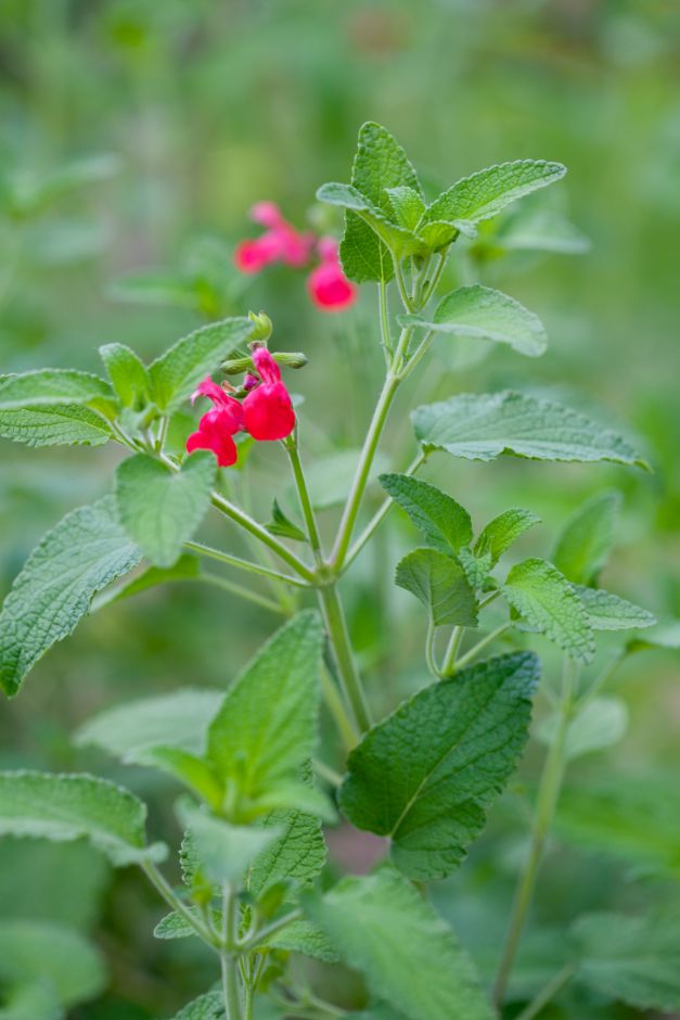 baby sage 'Rodbaston Red'