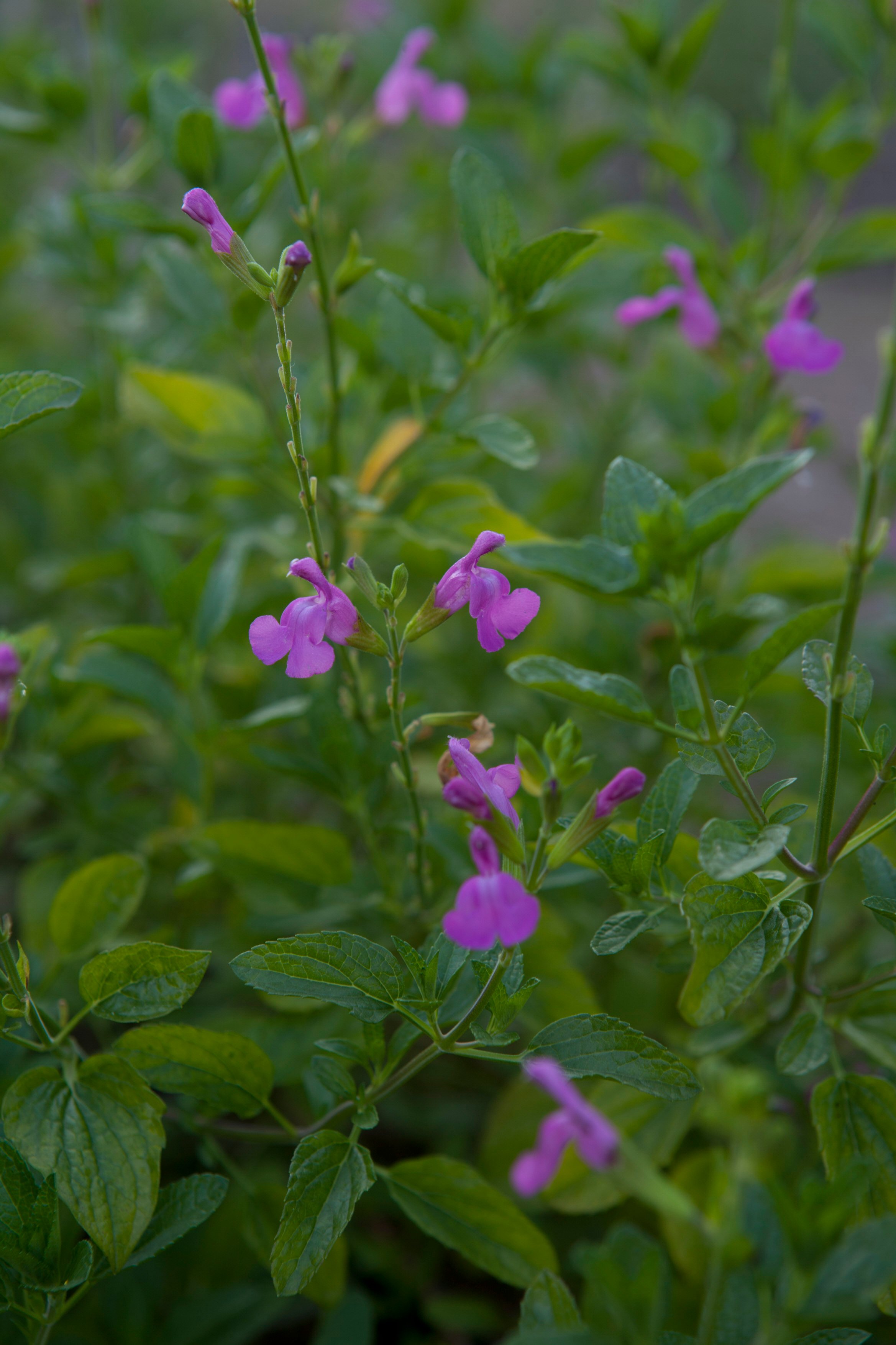 Salvia × jamensis &Trenance& | sage &Trenance& Shrubs/RHS