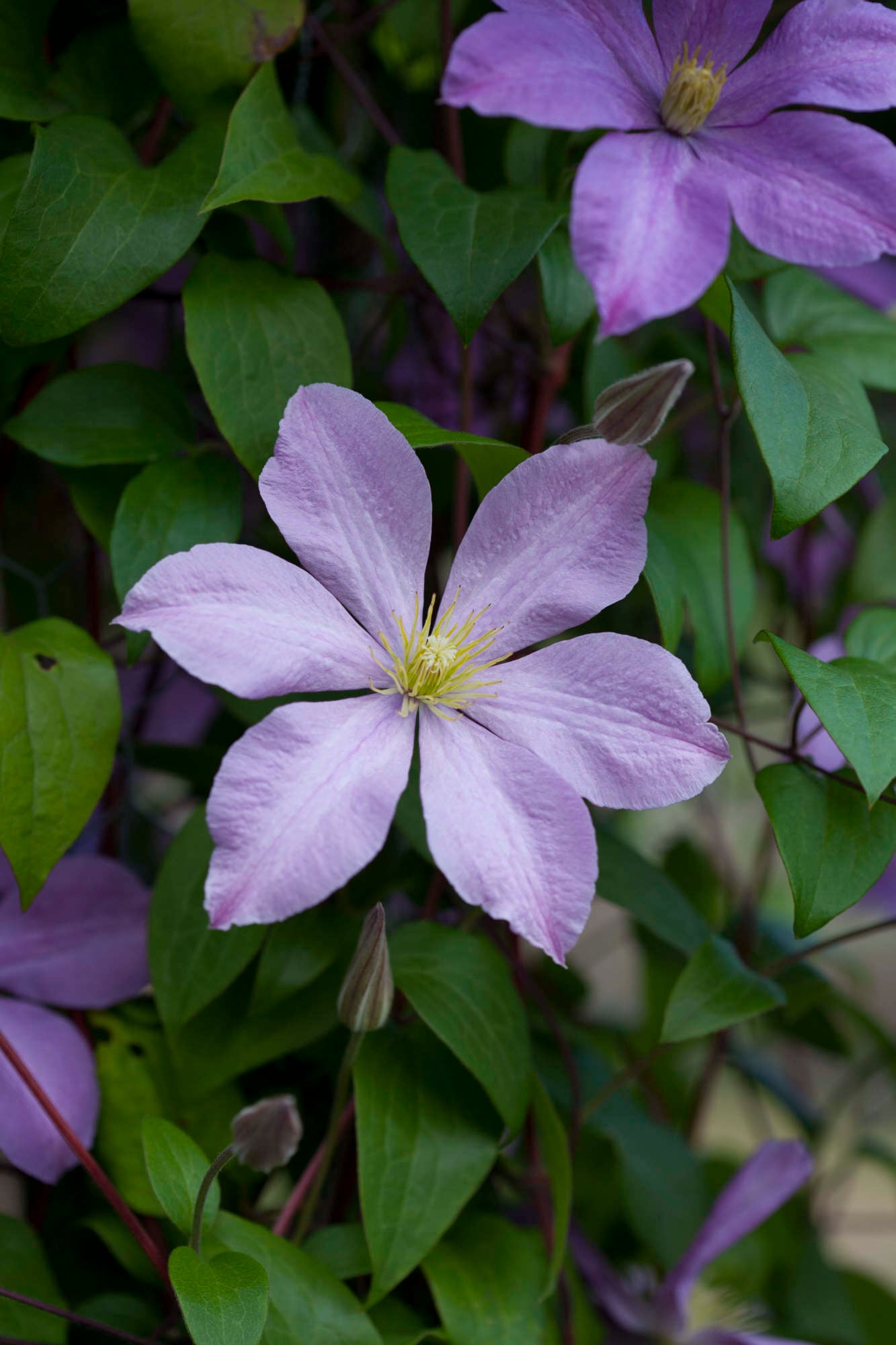 clematis 'Madame Baron-Veillard'