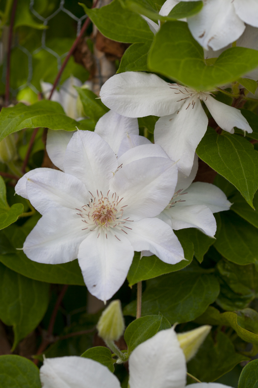 clematis 'Valge Daam'