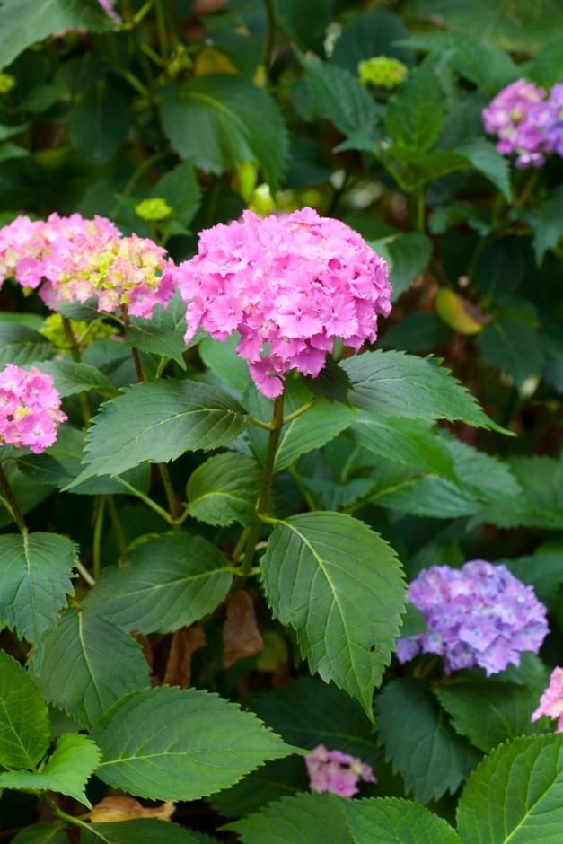 Hydrangea macrophylla (H) | hortensia Shrubs/RHS Gardening