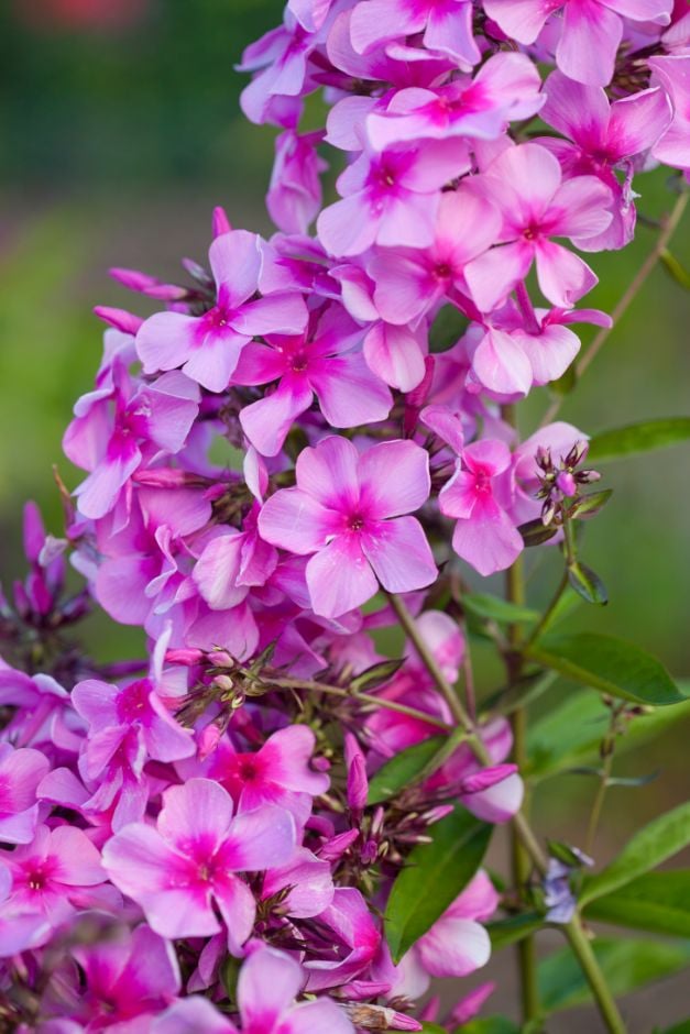 perennial phlox 'Chintz'