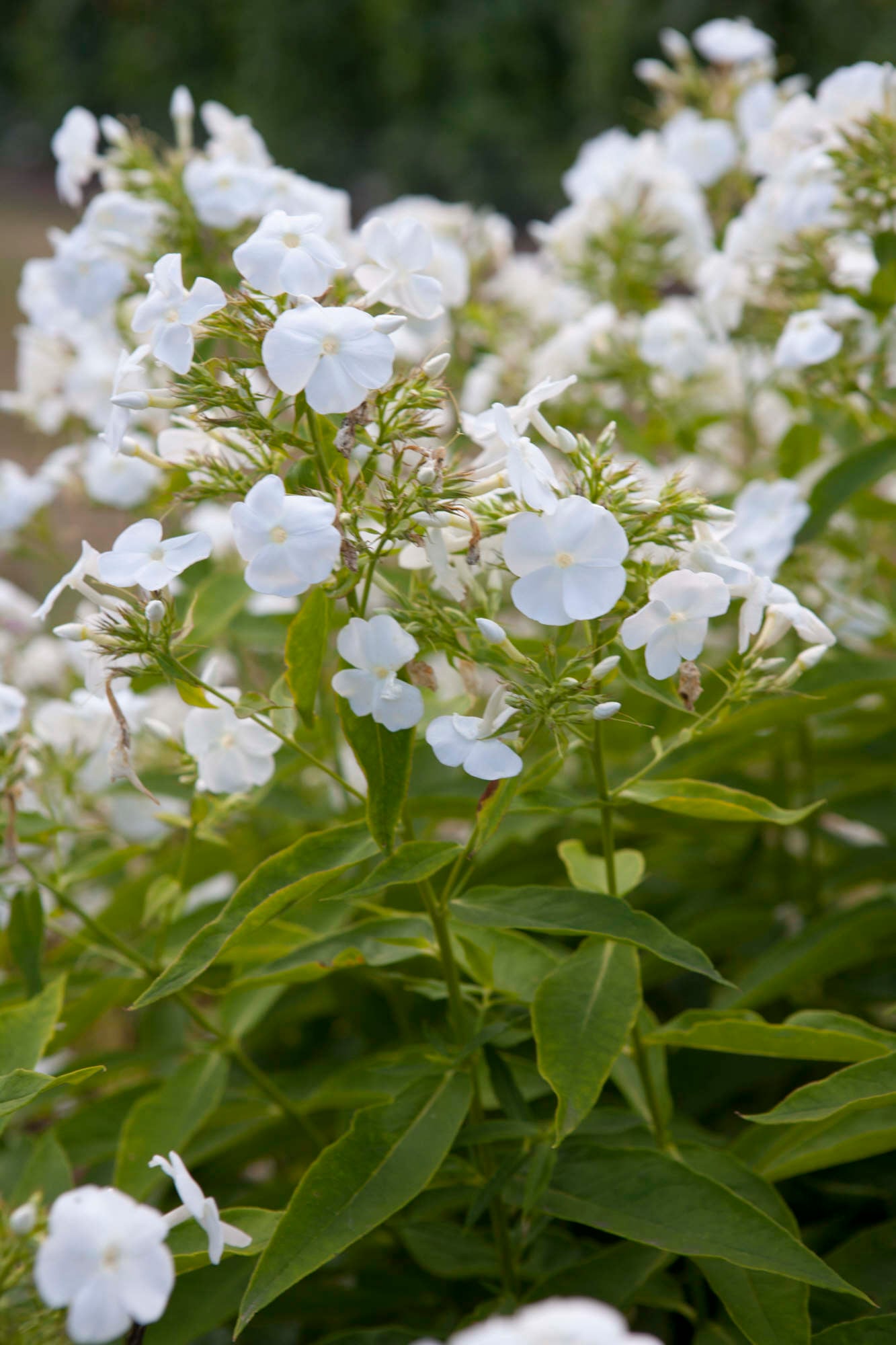 perennial phlox 'Rembrandt'