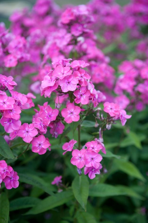 perennial phlox 'Rijnstroom'