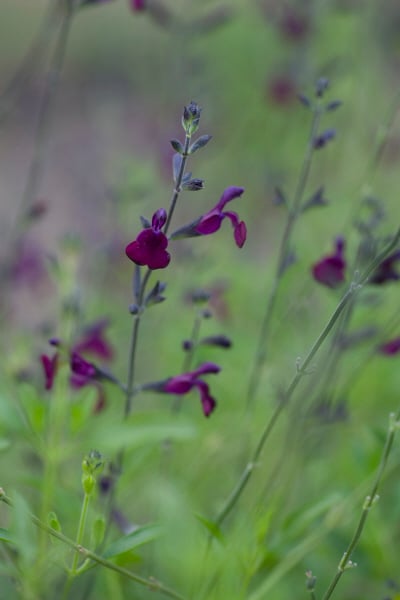 sage 'Nachtvlinder'
