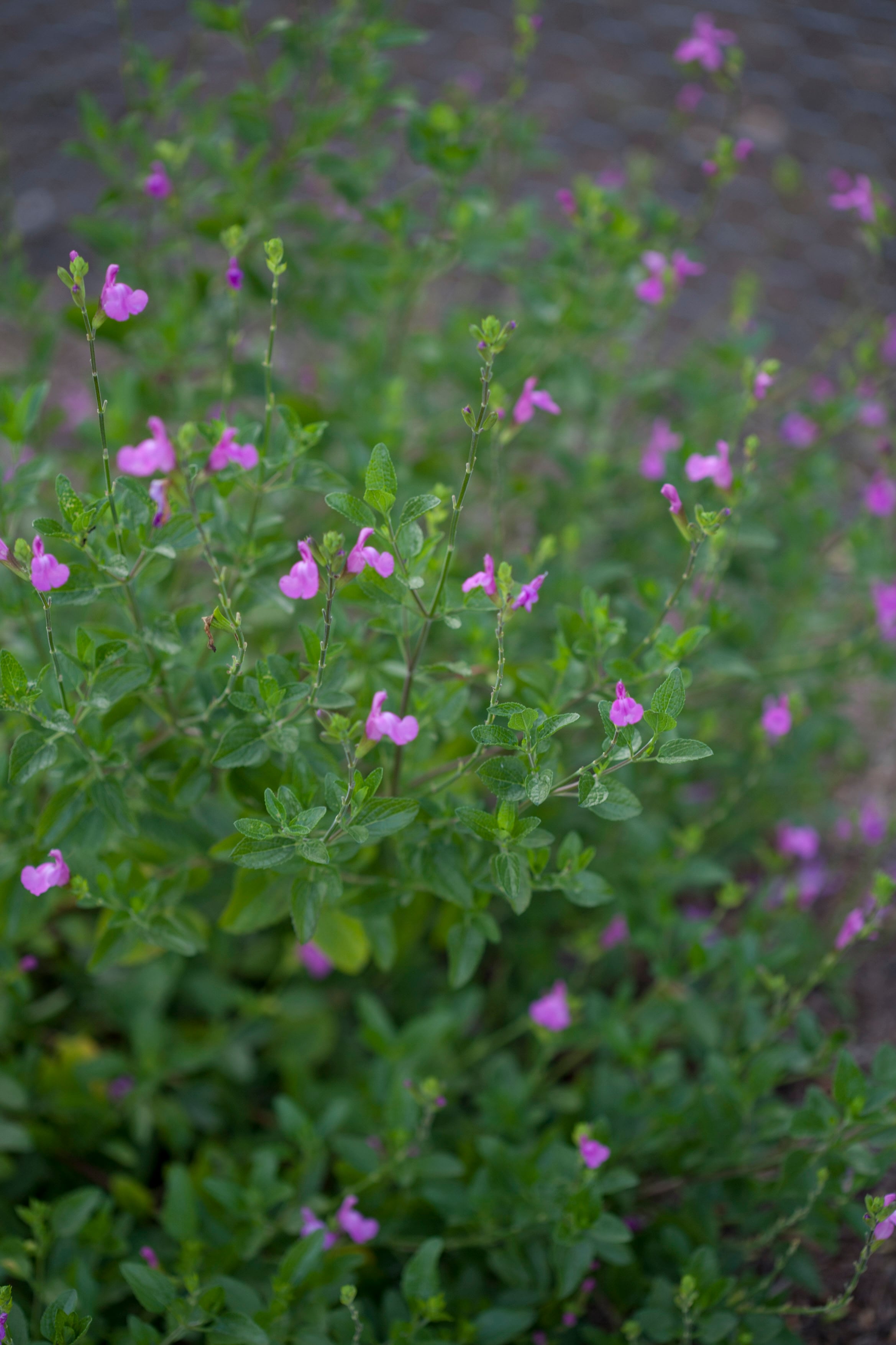 sage 'Trenance'