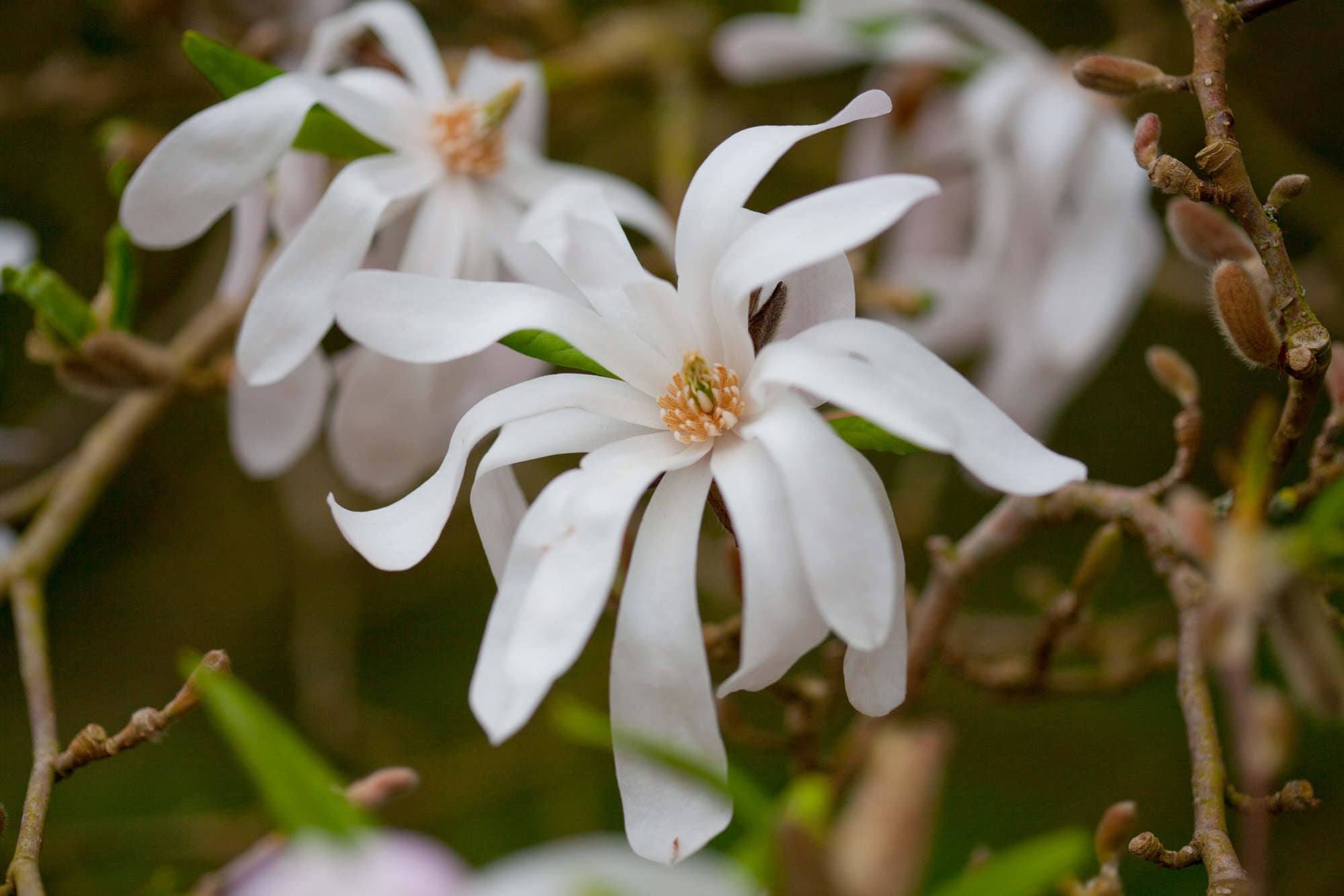 star magnolia 'Rosea'