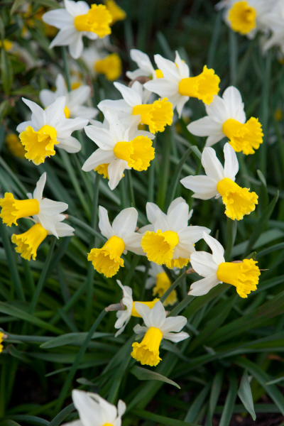 daffodil 'Wisley'