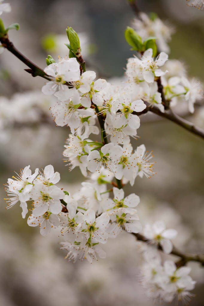 greengage 'Cambridge Gage'