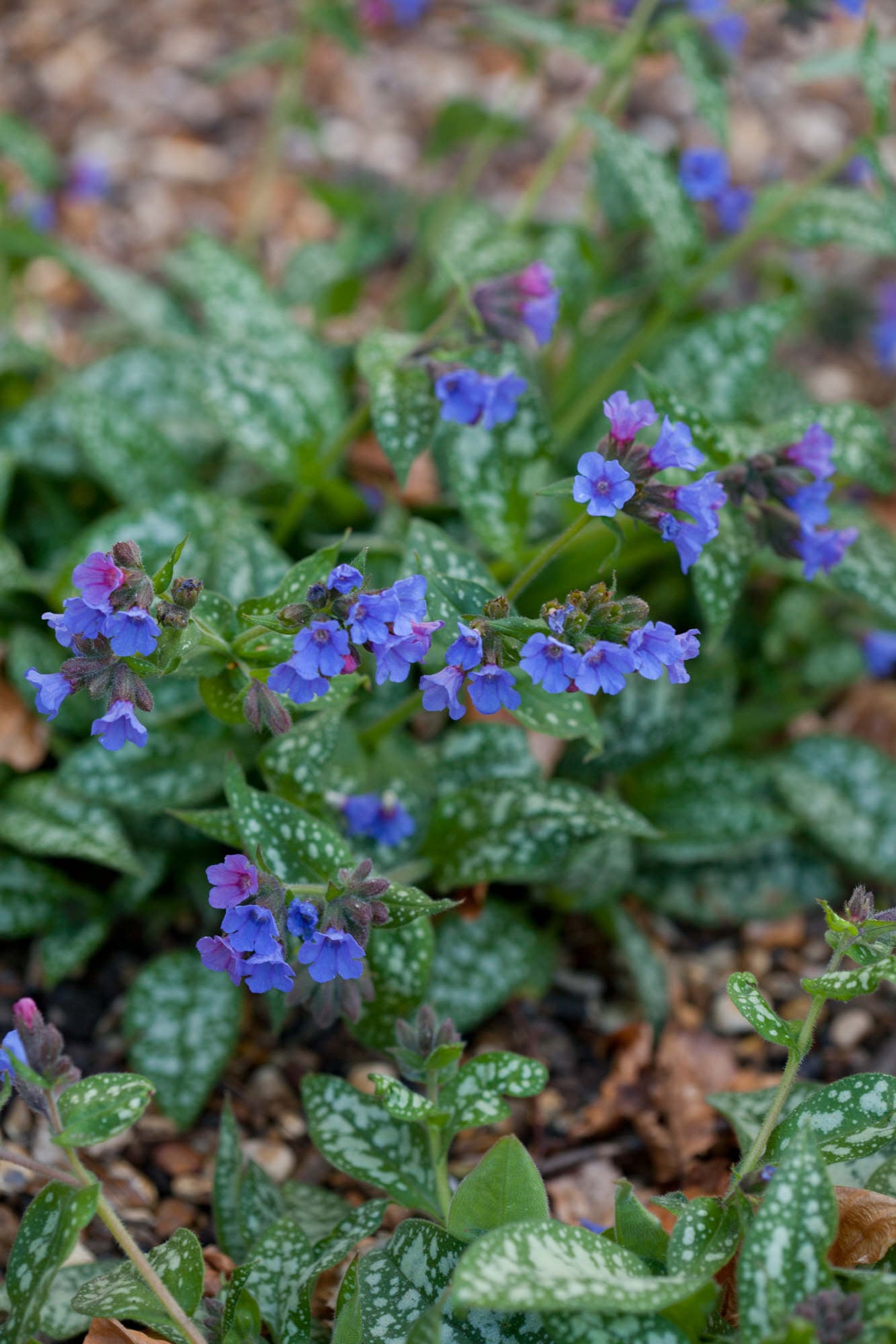 lungwort 'Trevi Fountain'