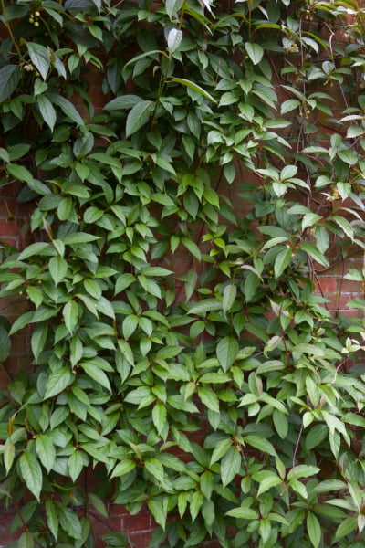 large-flowered magnolia vine