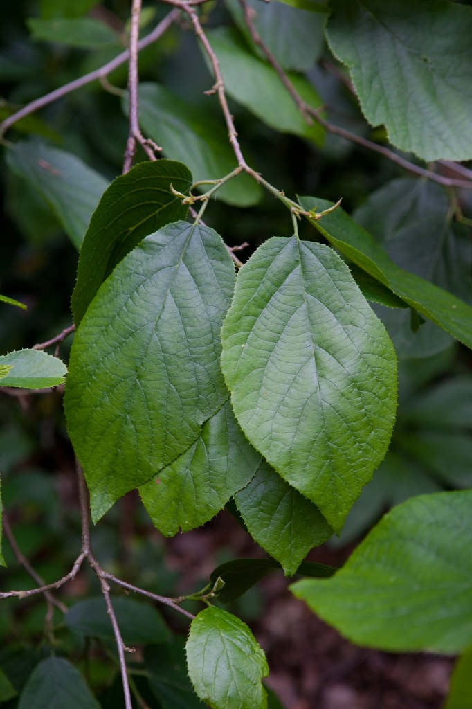 Henry Wilson tree