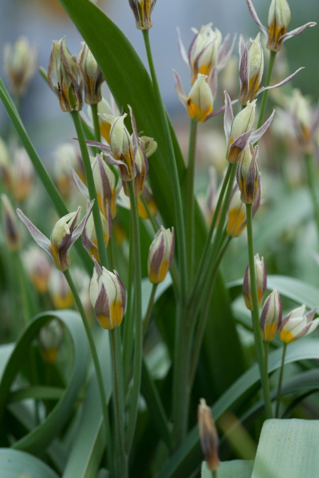 two-flowered tulip