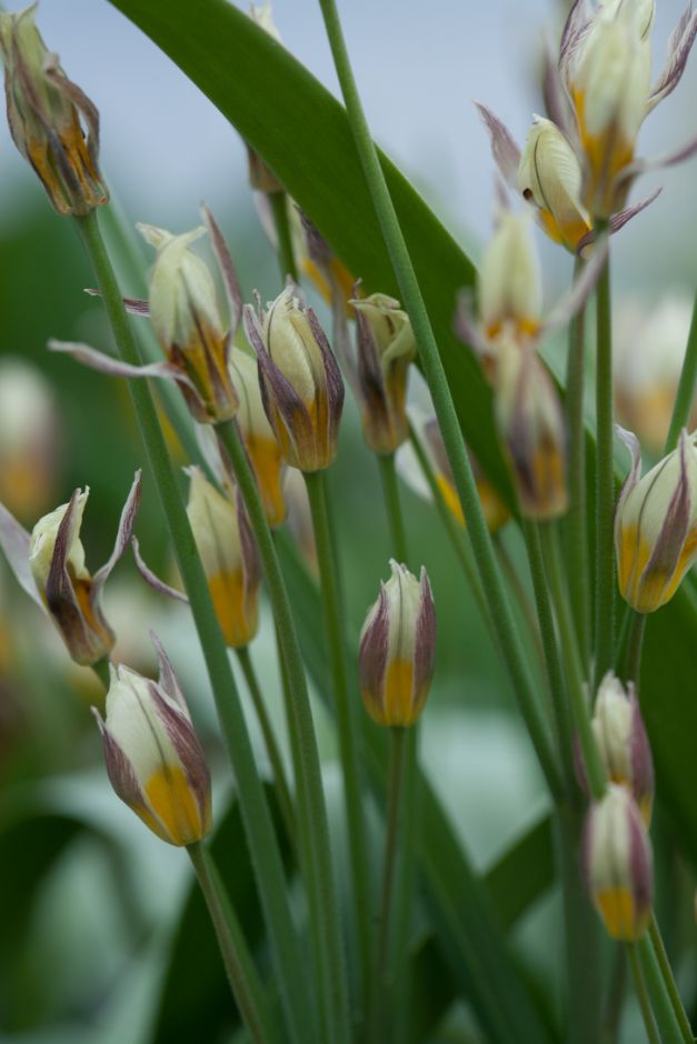 two-flowered tulip