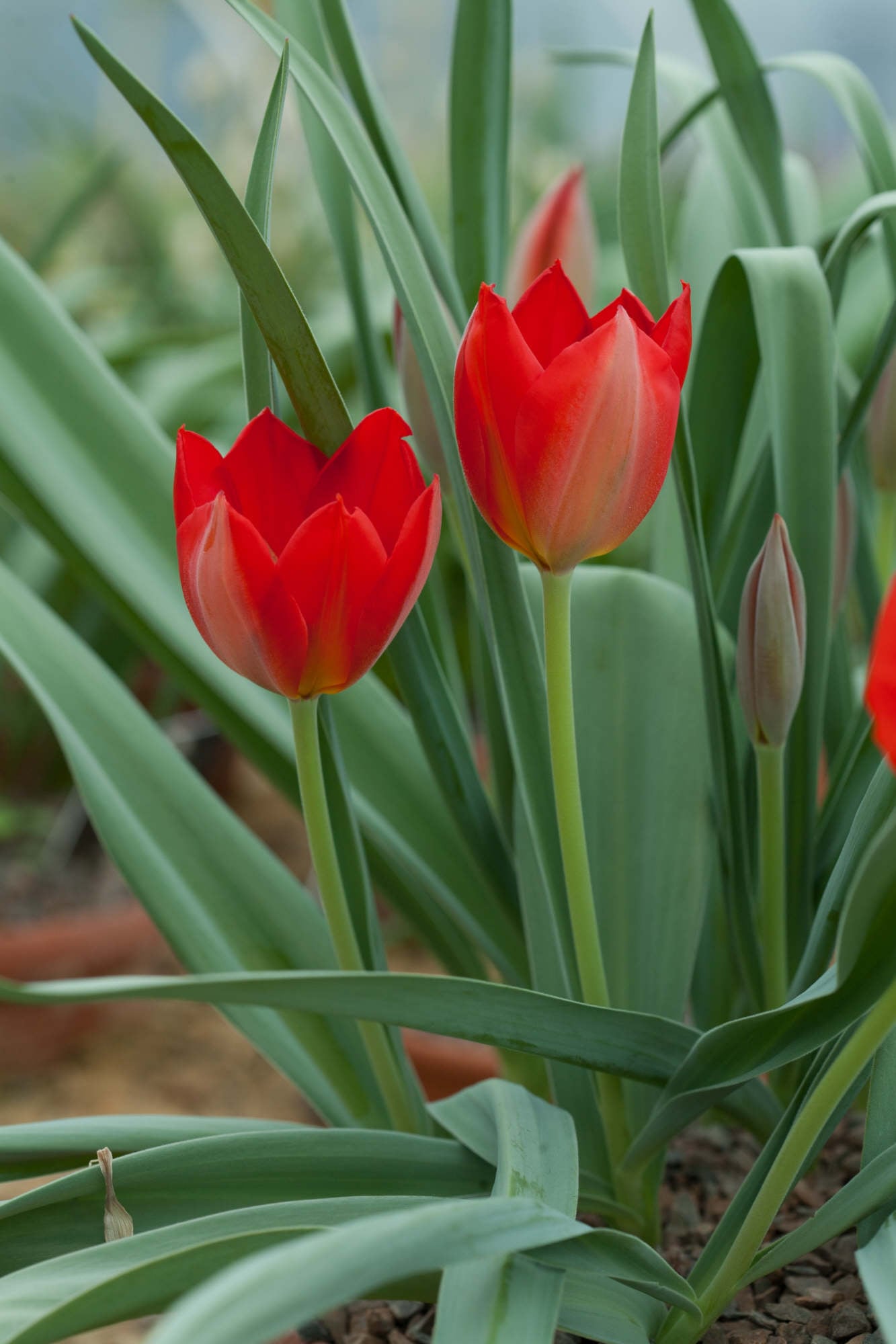 Vvedensky's tulip