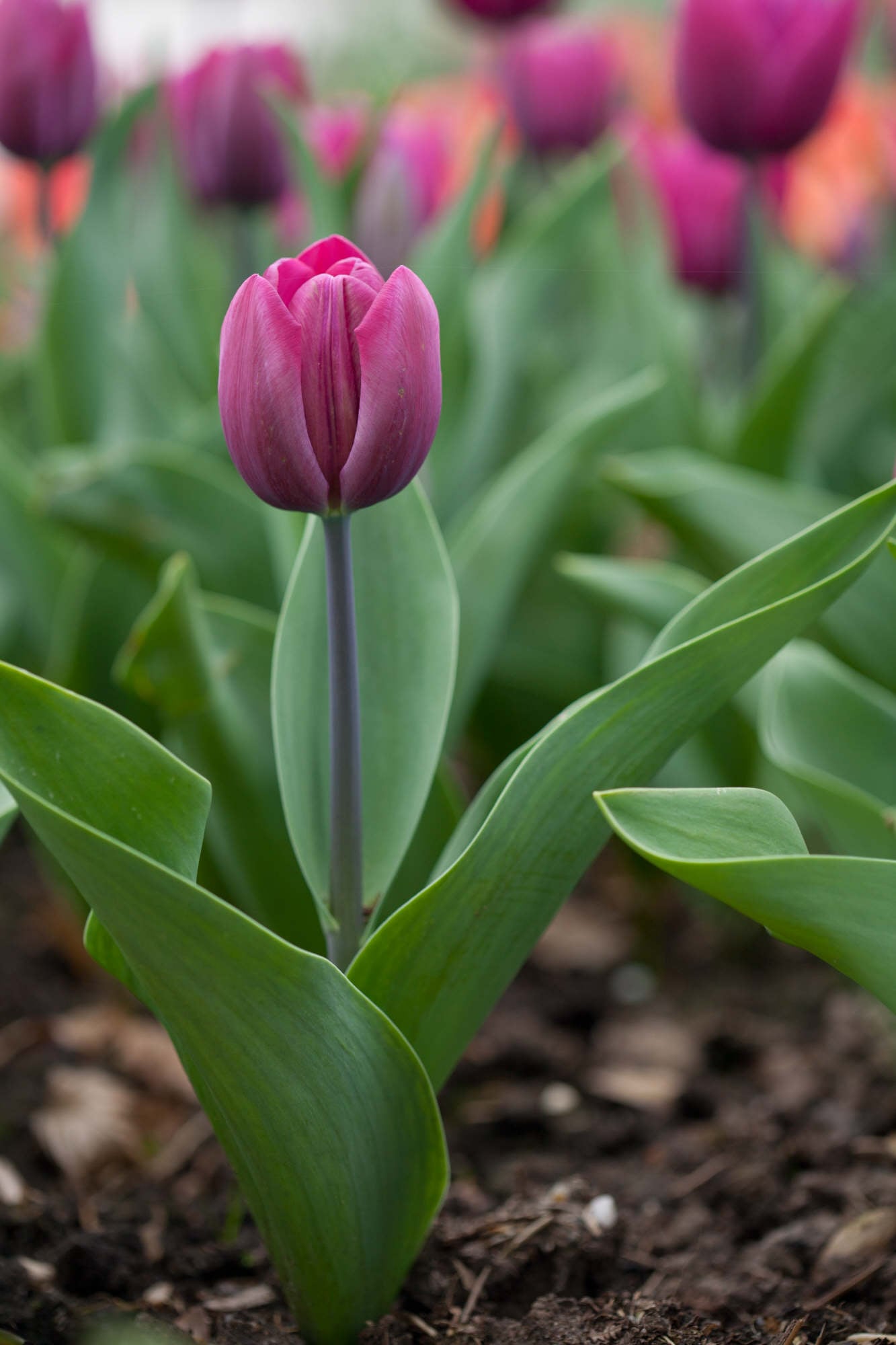 tulip 'Blue Ribbon'