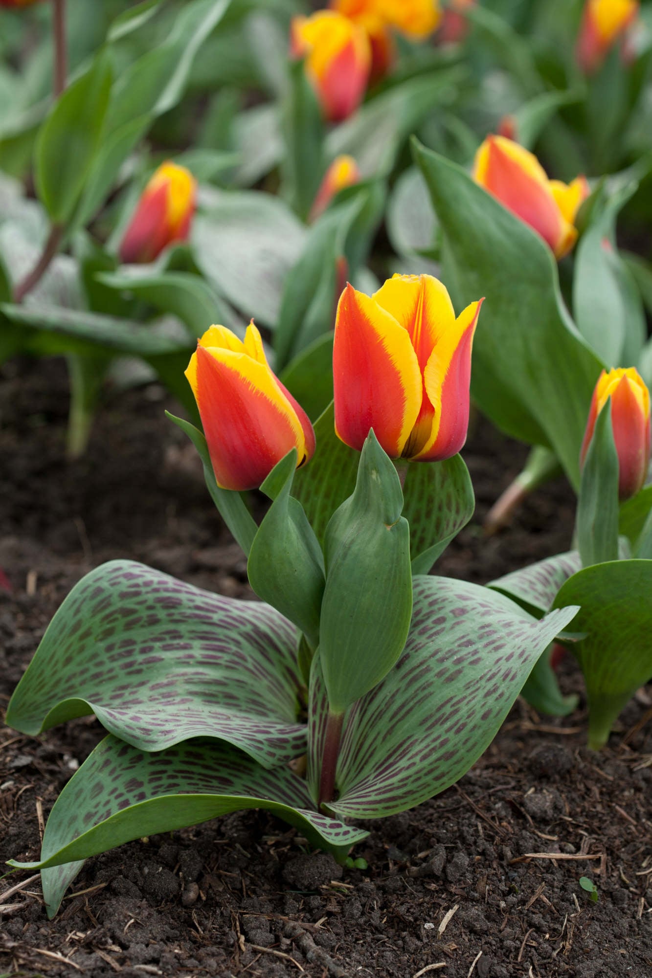 tulip 'German Flag'
