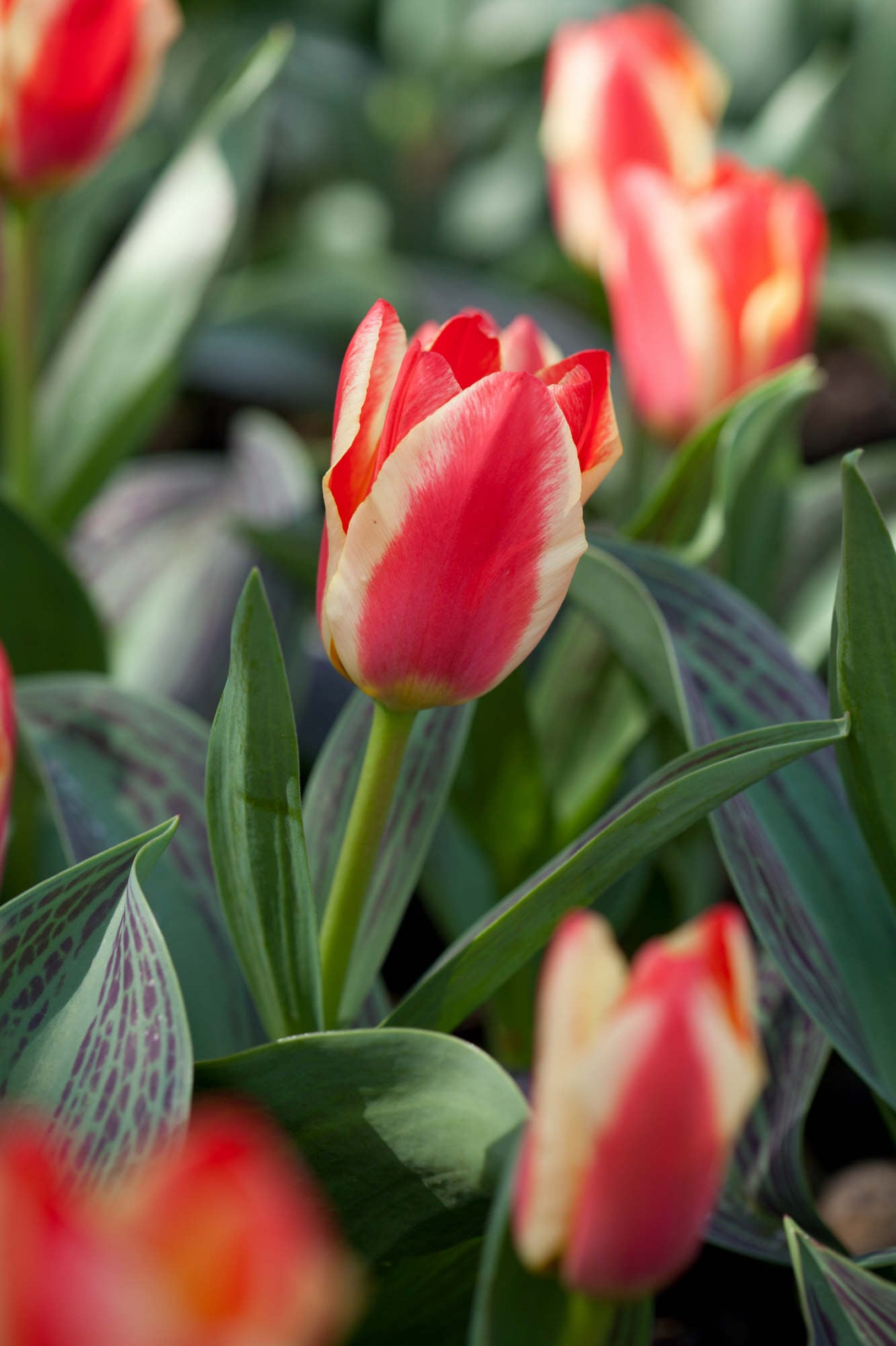 tulip 'Mother's Love'