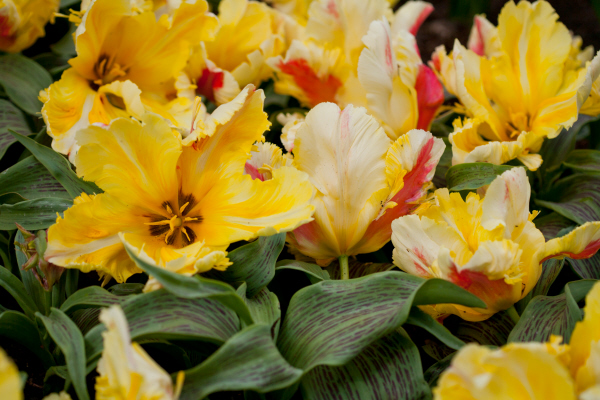 tulip 'Zampa Parrot'