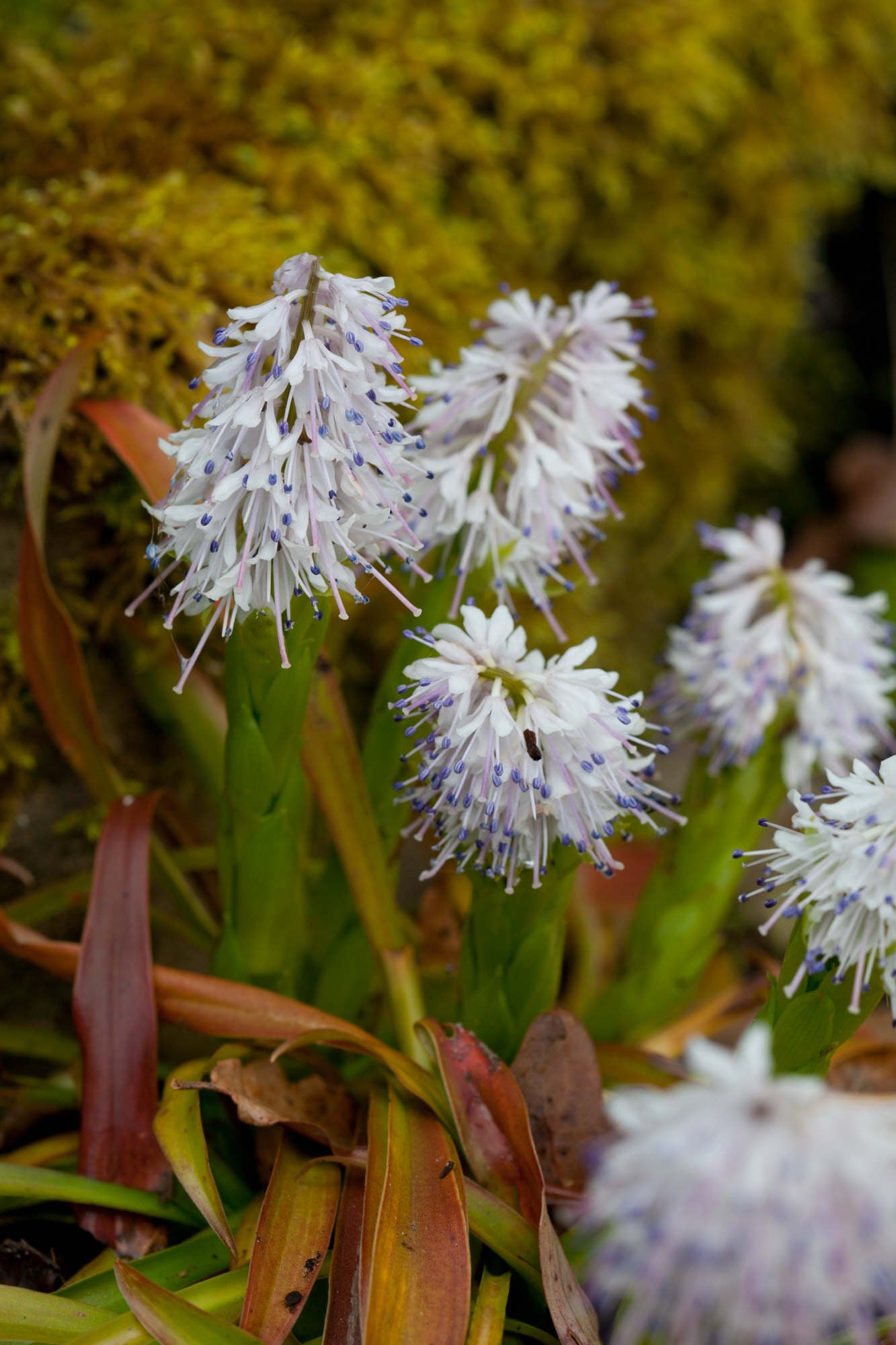 Tibetan ypsilandra