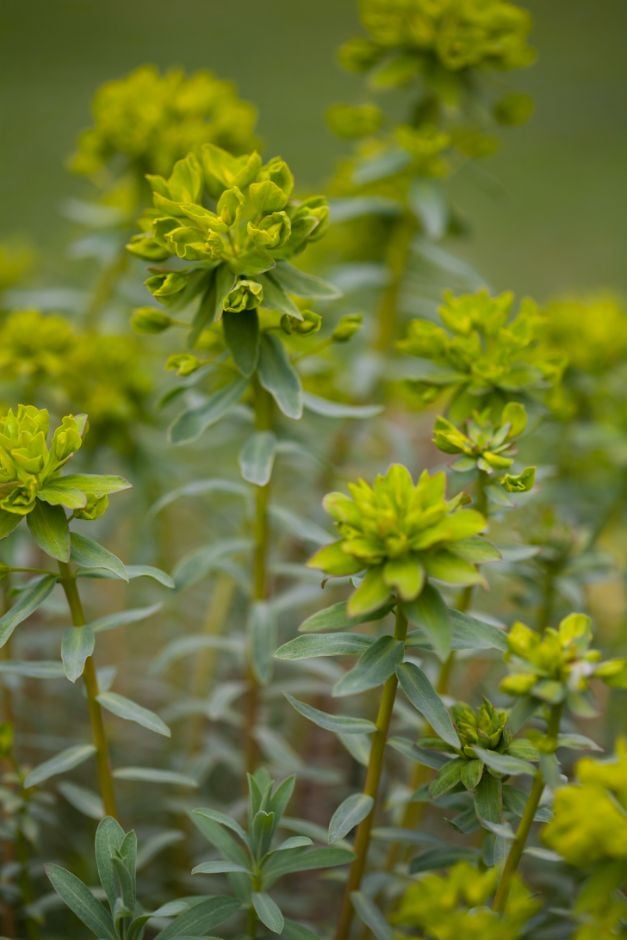 spurge 'Blue Haze'