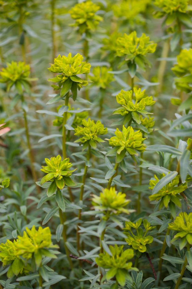 spurge 'Blue Haze'