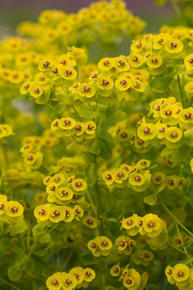 spurge 'Whistleberry Garnet'