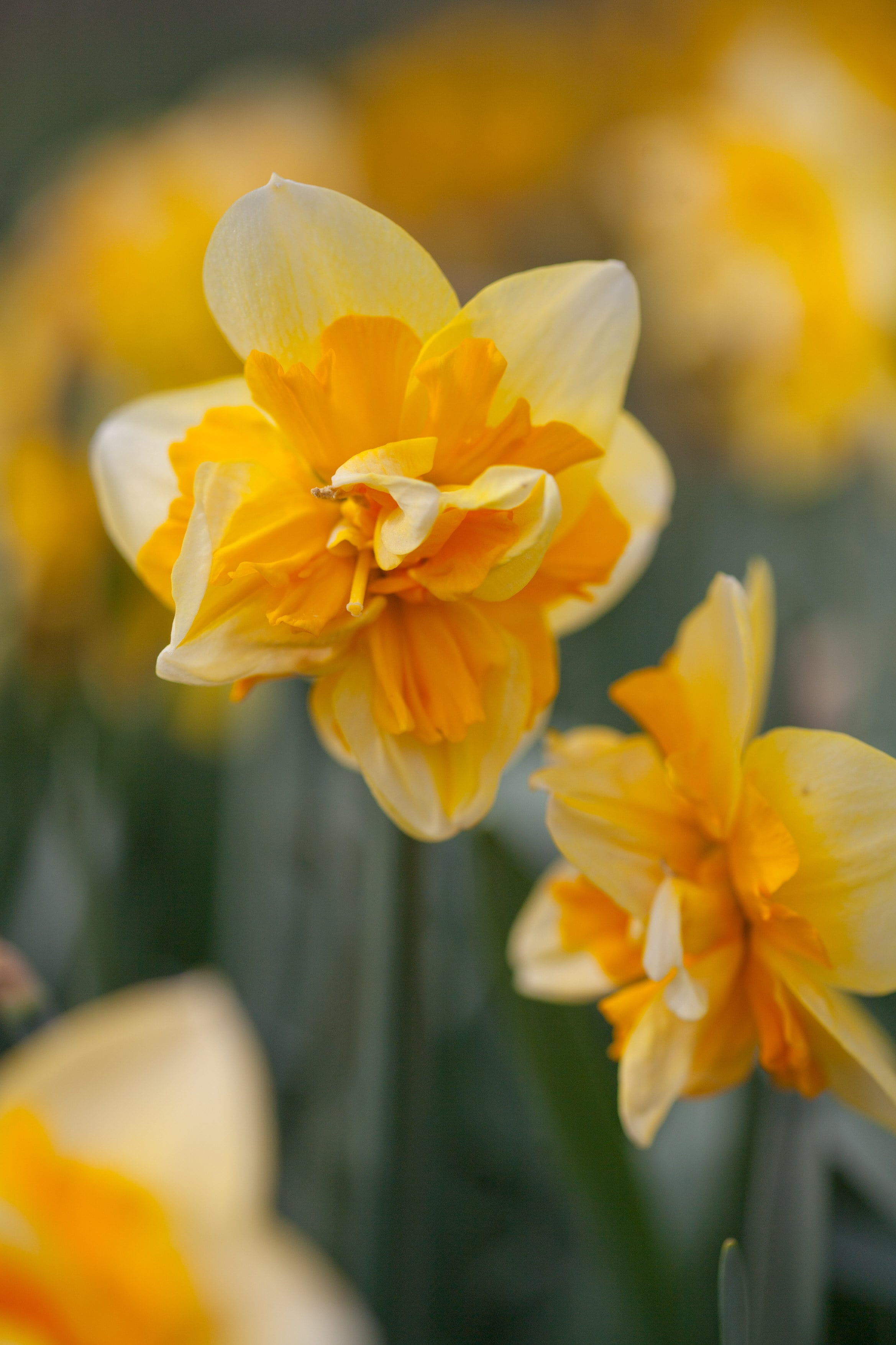 daffodil 'Jersey Star'